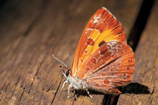 Harvester butterfly - image by Shutterstock