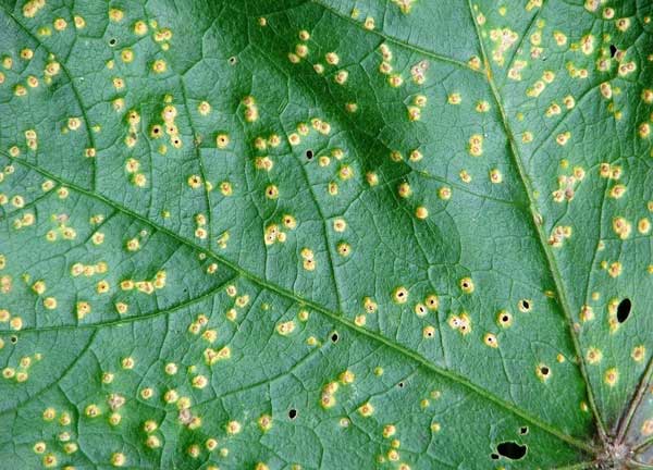 Hollyhock rust on leaf. 