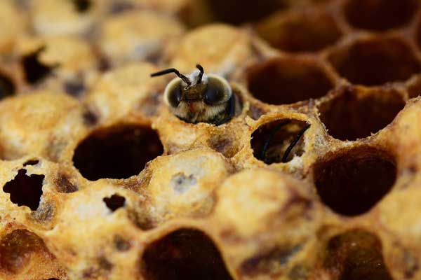Bee emerging from honeycomb.