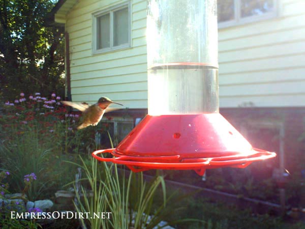 Hummingbird hovering need sugar feeder. 