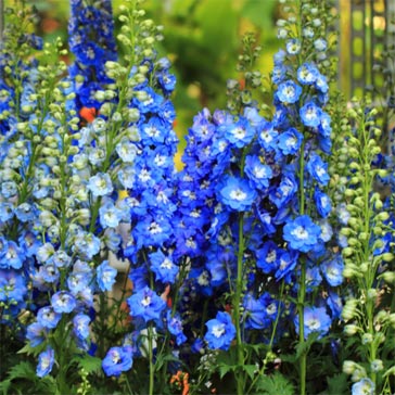 Bright blue flowering delphinium plants. 