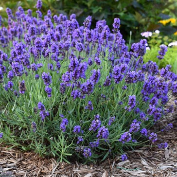 Purple lavender flowers in garden.