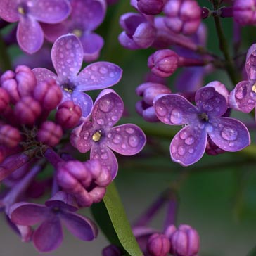 Purple lilac flowers.