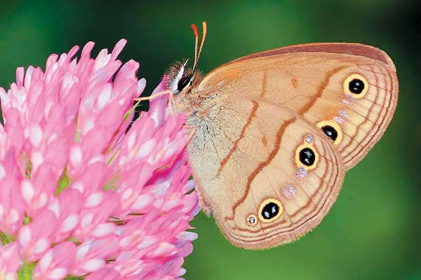 Little Wood Satyr butterfly - image by Shutterstock