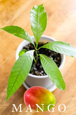Mango fruit and tree (houseplant)