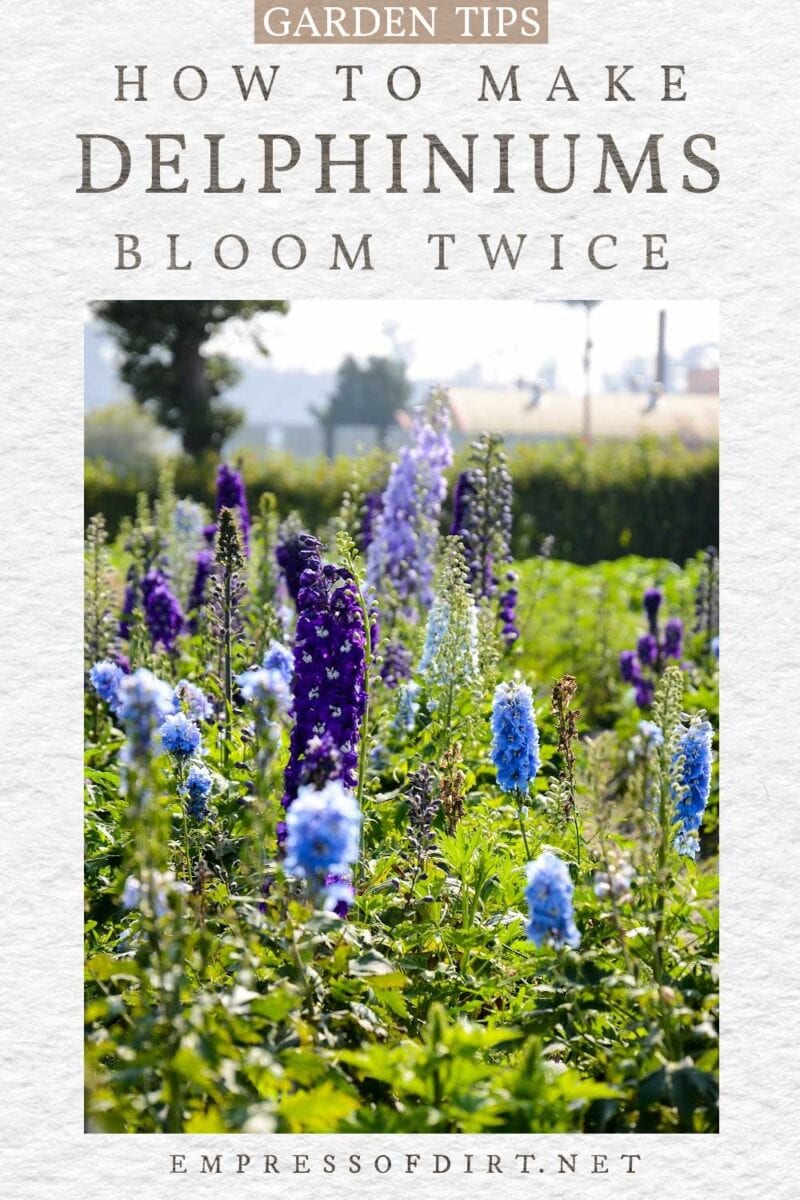 If you love delphiniums and wish the beautiful, tall, blue flowers would last throughout the summer. They do not, of course, but with this simple tip, you can actually get these gorgeous, flowering giants to bloom a second time within the same growing season. Blue delphinium flowers in the garden.