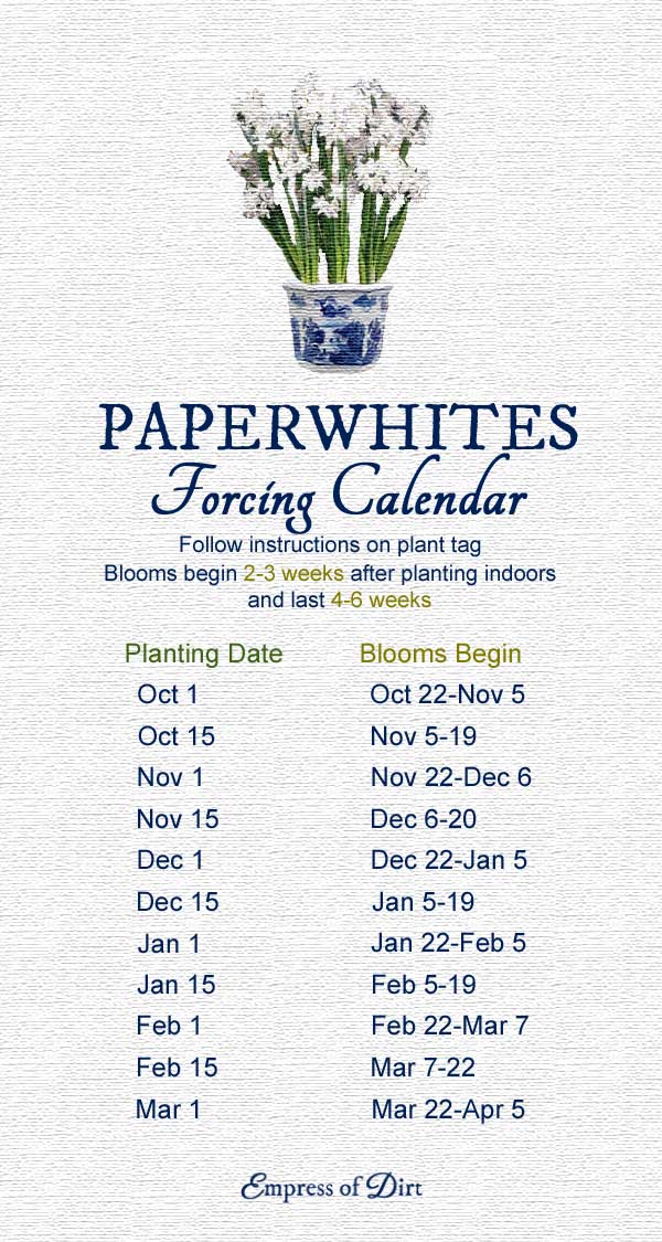 Paperwhites forcing calendar for blooms right when you want them. 