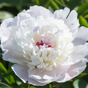 White peony flower with pink stamens. 