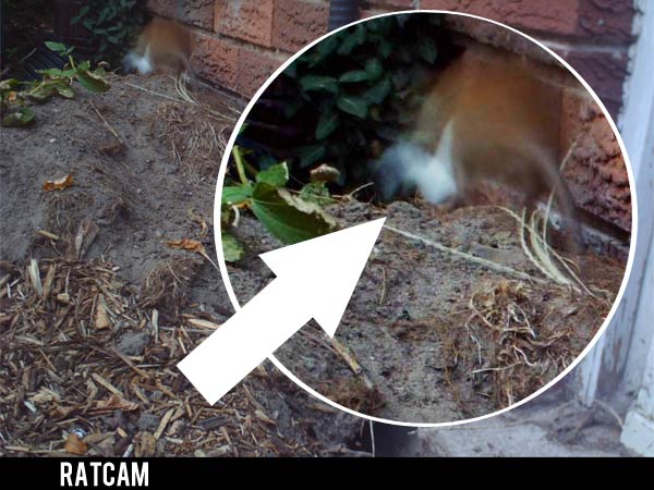 Ratcam! Rat photographed stealing a marshmallow, confirming his occupancy of the open compost bin.
