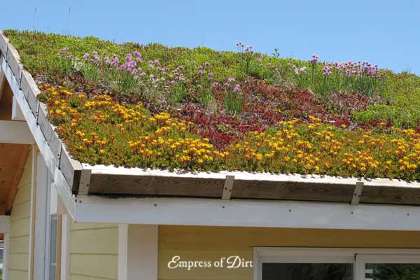 Sedums growing on shed roof. 