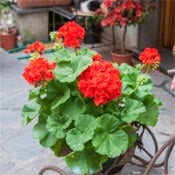Red geraniums (Pelargoiniums) in a pot. 