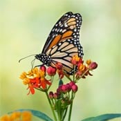 Butterfly on milkweed flower. 