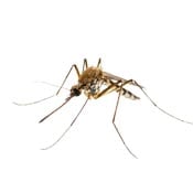 Mosquito. 