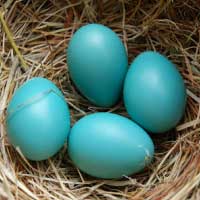 Robin nest with four blue eggs.