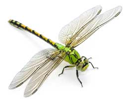 Green and yellow dragonfly resting.