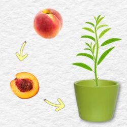 Peach, peach pit, and young peach tree seedling in a pot.