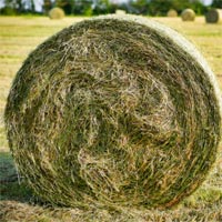 Hay bale