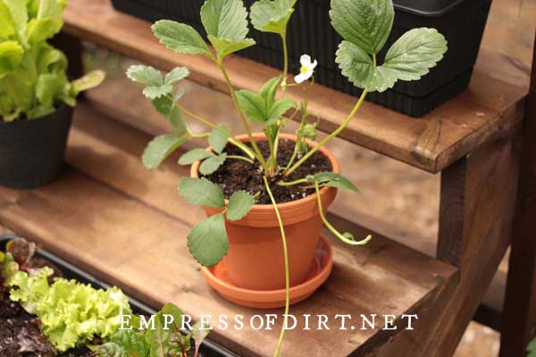Strawberry plant with white flower in clay pot. 