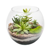 Clear glass plant terrarium with succulents.