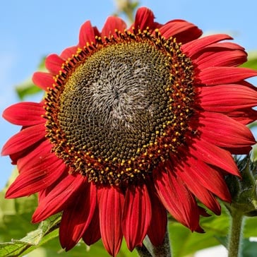 Red sunflower