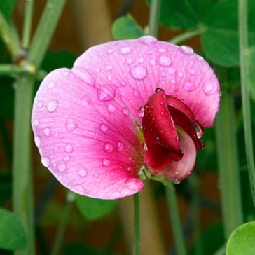 Pink sweet pea flower.