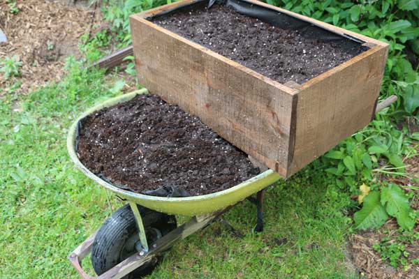 Old wheelbarrow filled with garden soil and planter box.