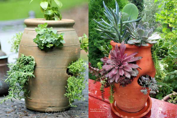 Strawberry pots planted with succulents and herbs. 