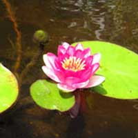 Pink water lilies. 